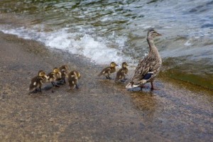 Mother duck leading ducklings