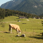 Beautiful Tirol