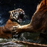 Aggressive tigers