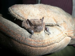 Soprano Pipistrelle Bat - photo by Gemma Rogers, Bat Conservation Trust
