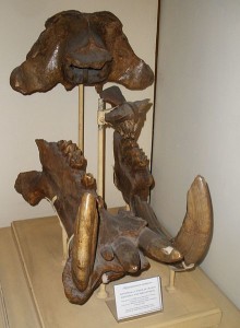 Hippopotamus antiquus skull