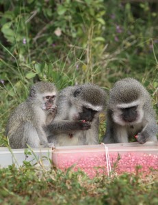 Monkey Social Gathering
