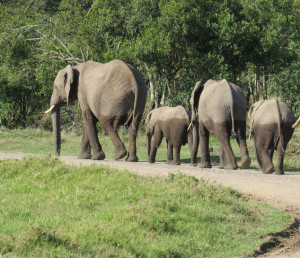 Elephant Family - Africa