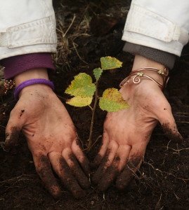 Hand planting trees
