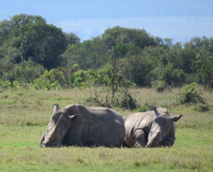 Rhinos in Laikipia, Kenya