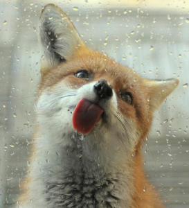 Thirsty fox!