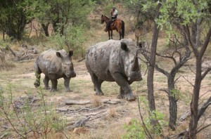 Photographing rhinos in Africa with The Ant Collection, South Africa, RanchRider.com(c)