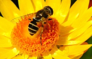 Honey bee gathering pollen