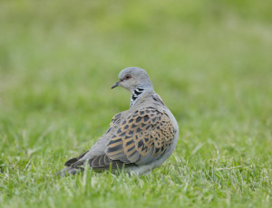 P-turtle dove-bird-nature-grass