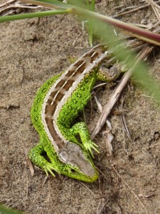 P-Male Sand Lizard Sefton Coast - copyright NMARG