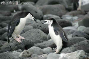 Chinstrap penguin off for a swim!
