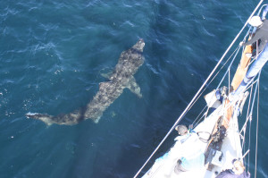Basking Shark under the Silurian. Copyright HWDT
