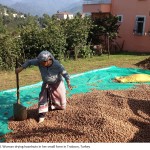 Hazelnut farming in Turkey