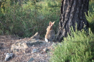 Rabbit in the Valencian countryside