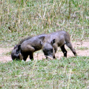 P-animal-baby-warthogs