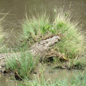 P-animal-crocodile