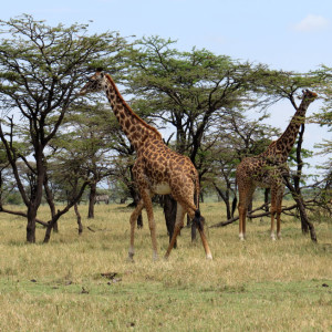 P-animal-giraffe-trees