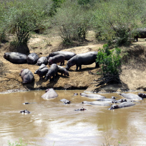 P-animal-hippos-river