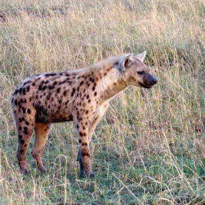 P-animal-hyena