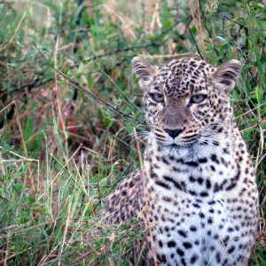 P-animal-leopard
