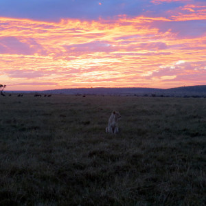 P-animal-lion-sunrise-africa