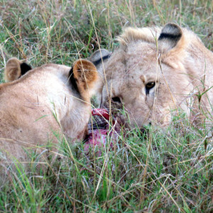 P-animal-lions-eating