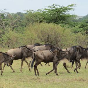 P-animal-wildebeest-africa