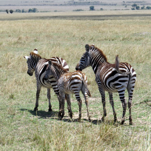 P-animal-zebra-masai-mara