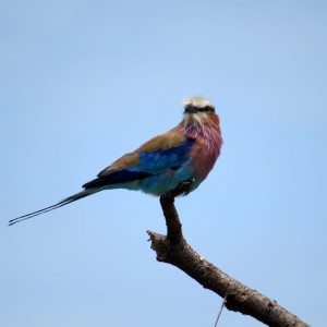 P-bird-animal-lilac breasted roller