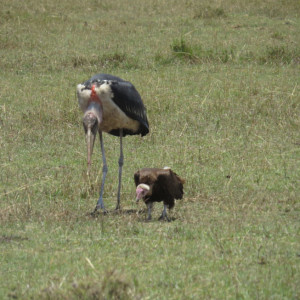 P-bird-marabou-stork-lappet-faced-vulture