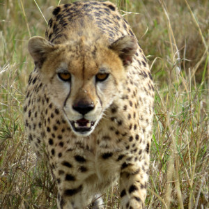 P-cheetah-animal-africa