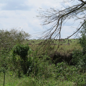 P-landscape-masai-mara