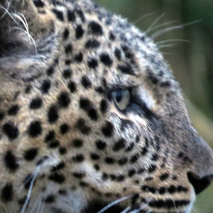 P-leopard-animal-face