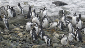 P-magellanic-penguins