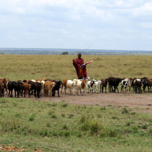 P-masai-mara-shepherd