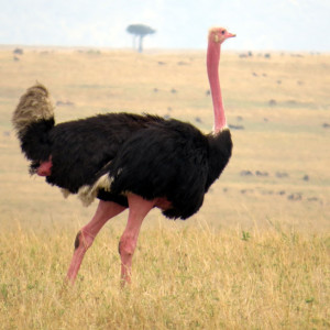 P-masai-ostrich-bird