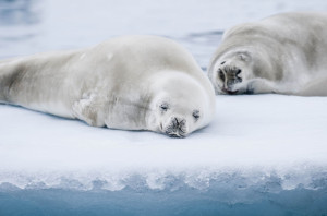 Sleepy seals (copyright David Sinclair Images)