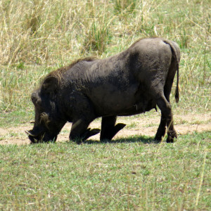 P-warthog-animal