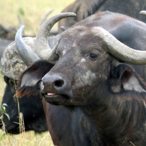 P-water-buffalo-animal