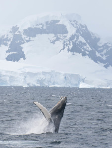 Whale acrobats! (copyright David Sinclair)