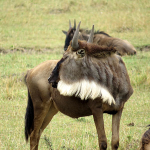 P-wildebeest-animal