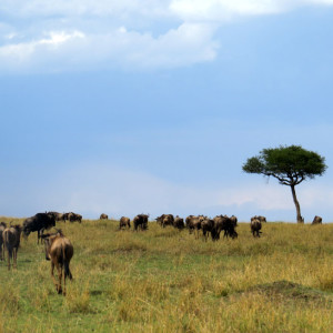 P-wildebeest-landscape