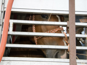 Horse in transporter