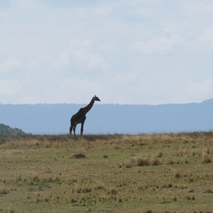 p-animal-giraffe