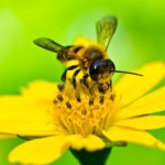 P-honey bee-flower-pollen-2