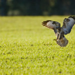 Buzzard in field of winter wheat, Bedfordshire, (Photo; Andy Hay RSPB)