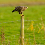 Buzzard perched on fence post with prey, UK. Photo: Ben Hall RSPB