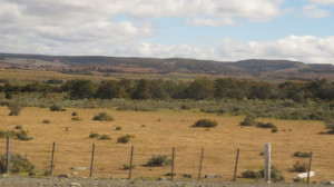 Chilean grassland