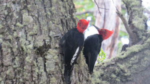 Pecking woodpeckers