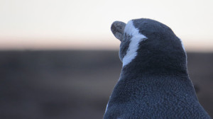 A magellanic penguin contemplates the day